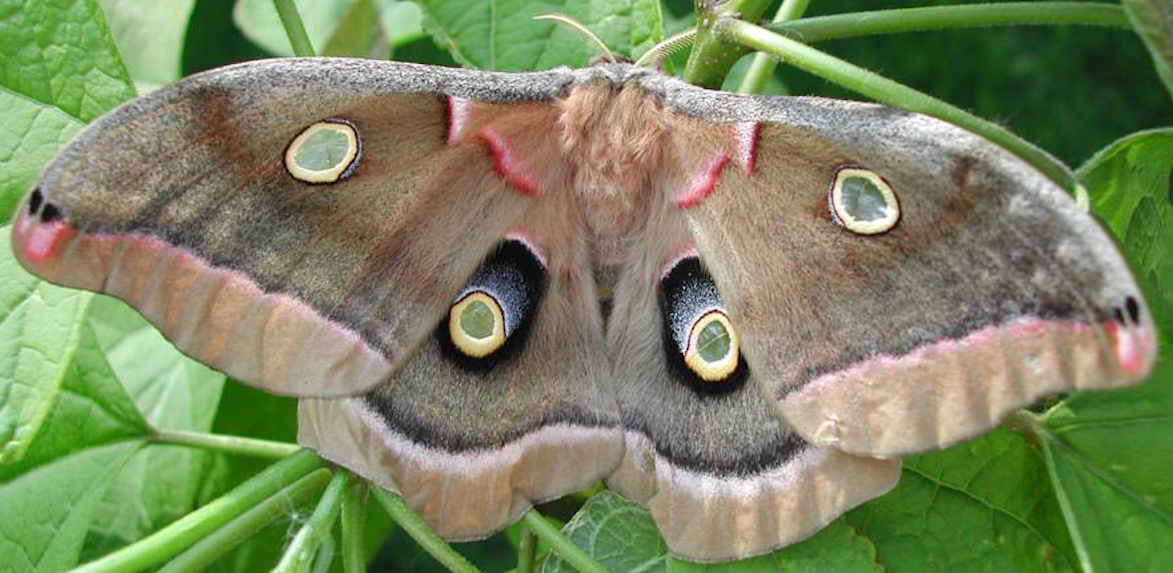Forest-Moth-Polyphemus-Moth-R-Weswood 2013.jpg